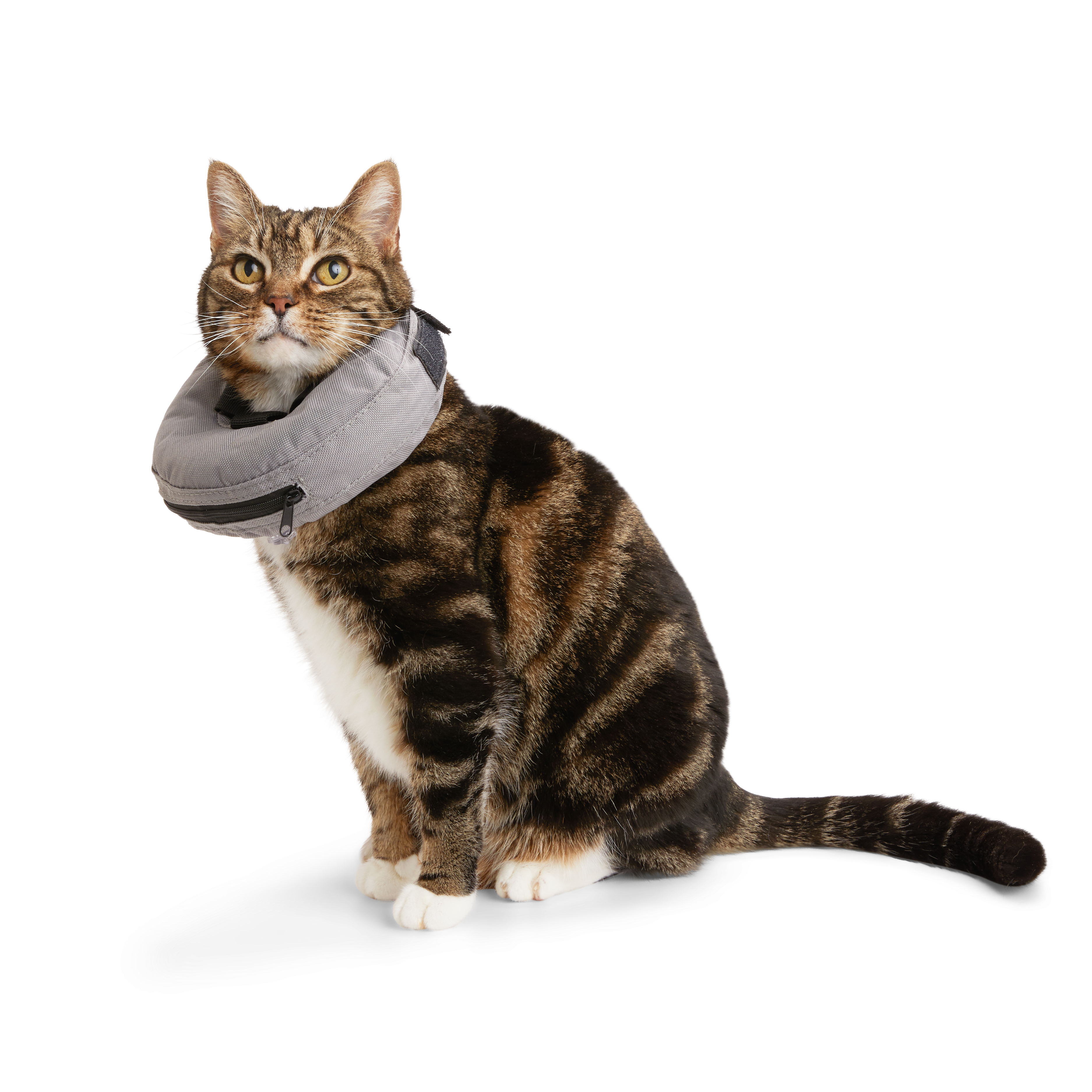 Well  Good Inflatable Recovery Cat Collar