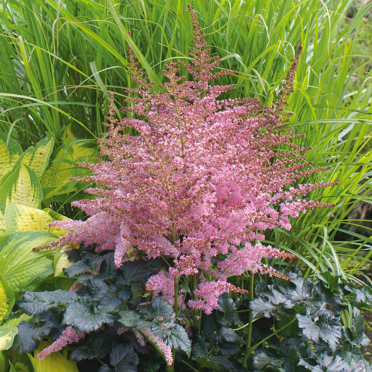 Van Zyverden Astilbe Chocolate Kiss Set of 5 Roots Multi-Color Part Shade