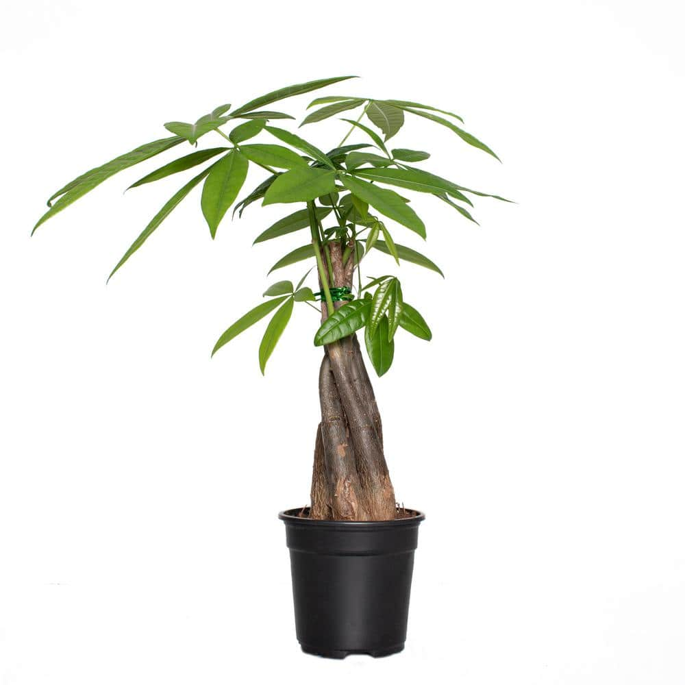 national PLANT NETWORK 5 in. Braided Money Tree Plant in a 4 in. Semi Matte Black Grant Container (1-Piece) HD4697