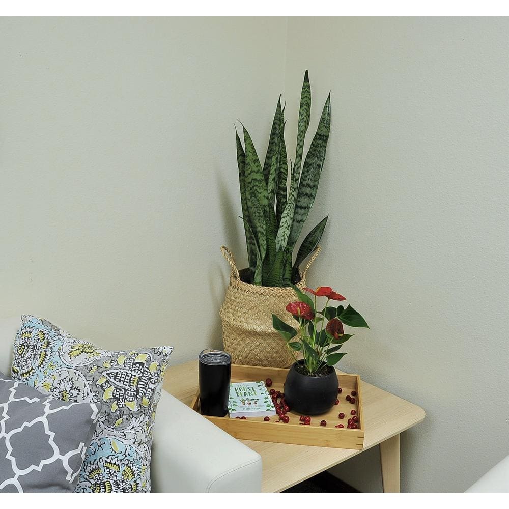 Costa Farms Grower's Choice Sansevieria Indoor Snake Plant in 8.75 in. Natural Decor Basket Avg. Shipping Height 1-2 ft. Tall CO.SZ10.3.SEA