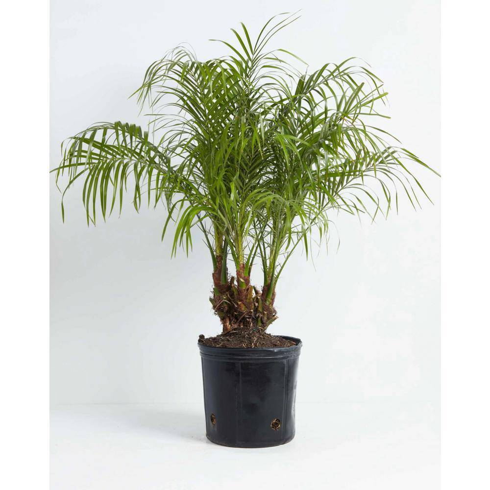 LIVELY ROOT 10 in. Pygmy Date Palm (Phoenix Roebelenii) Plant in Grower Pot LRDTPALM