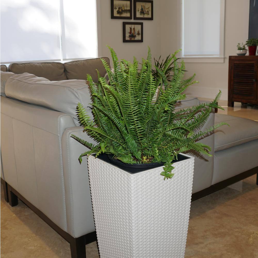 United Nursery Kimberly Queen Fern Plant in 9.25 inch Grower Pot 20286