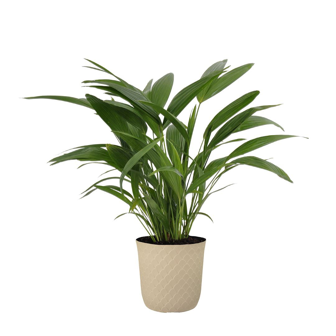 United Nursery Live Fan Palm Houseplant 24-28in Tall in 10 inch Cream Bayside Decor Pot