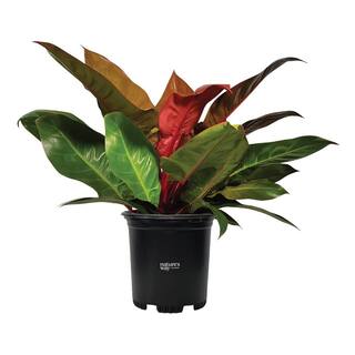 NATURE'S?WAY FARMS philodendron Prince Of Org Live Outdoor Plant in 2 Gal Growers Pot Avg Shipping Height 2 ft. to 3 ft. Tall 5641