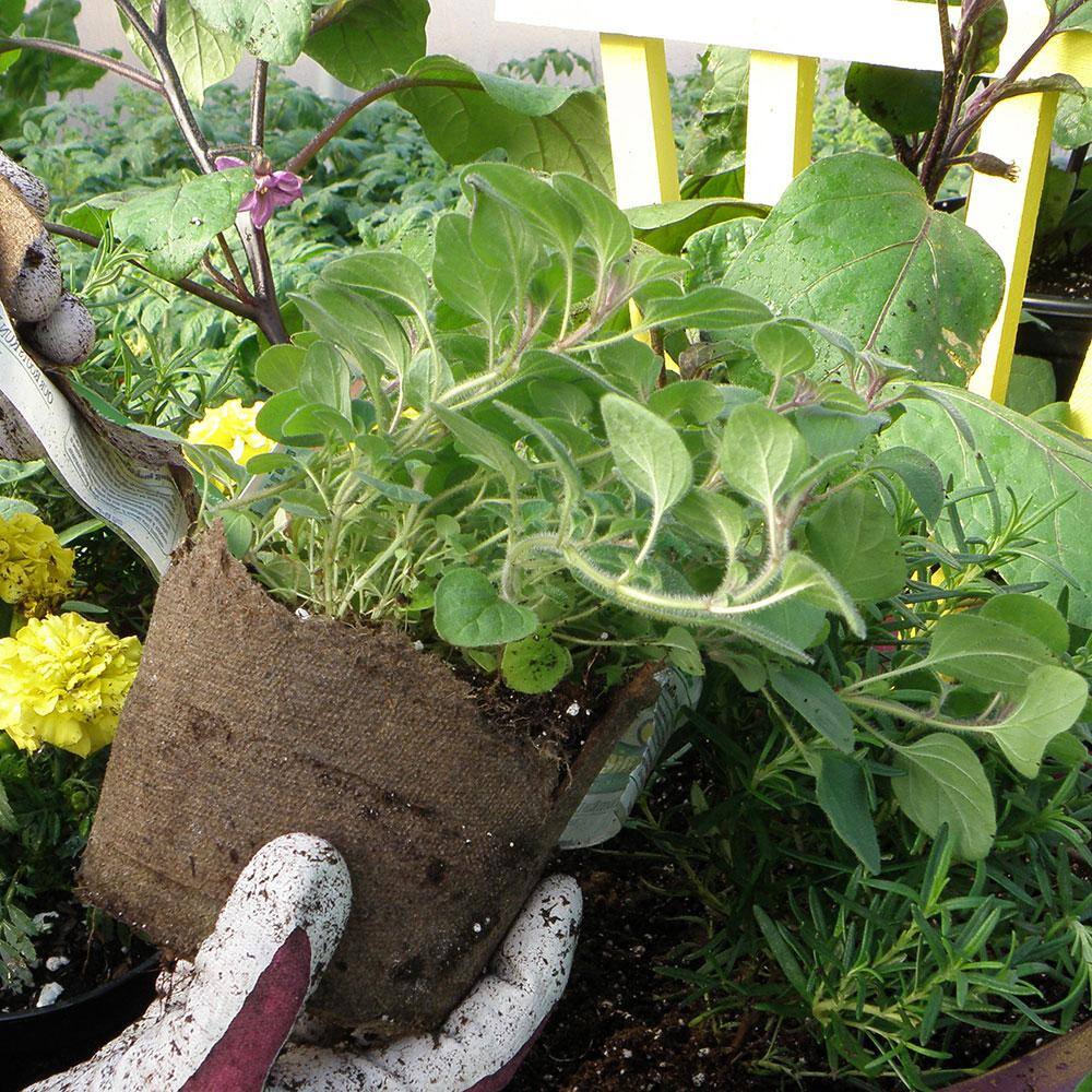 Bonnie Plants 2.32 qt. Italian Oregano Herb Plant 5081