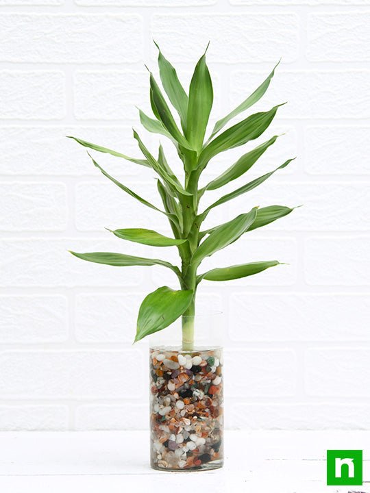 30 cm Lotus Lucky Bamboo Plant in a Glass Vase with Pebbles