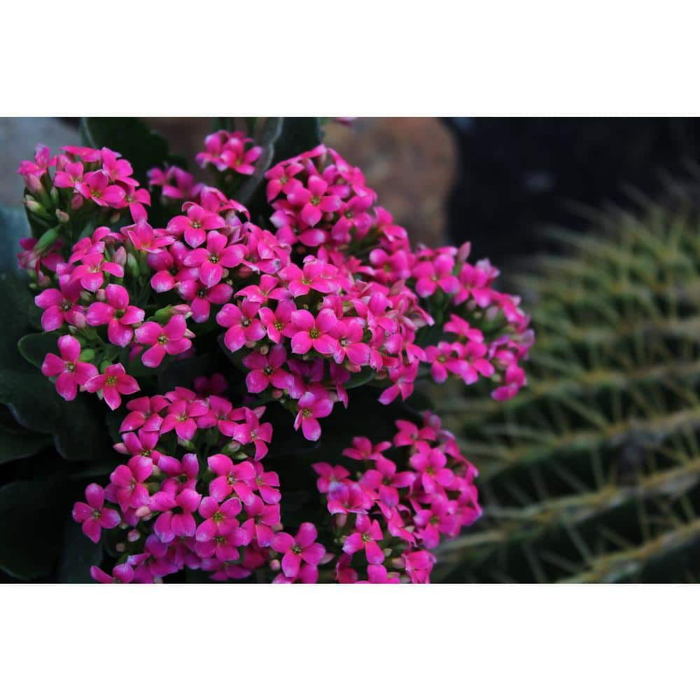 SMART PLANET 9cm Kalanchoe Blossfeldiana Kalanchoe Succulent Assorted Colors 3-Pack 0872454