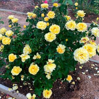 MY LANDSCAPE 2 Gal. Bee Heaven Rose with Yellow Flowers 17554