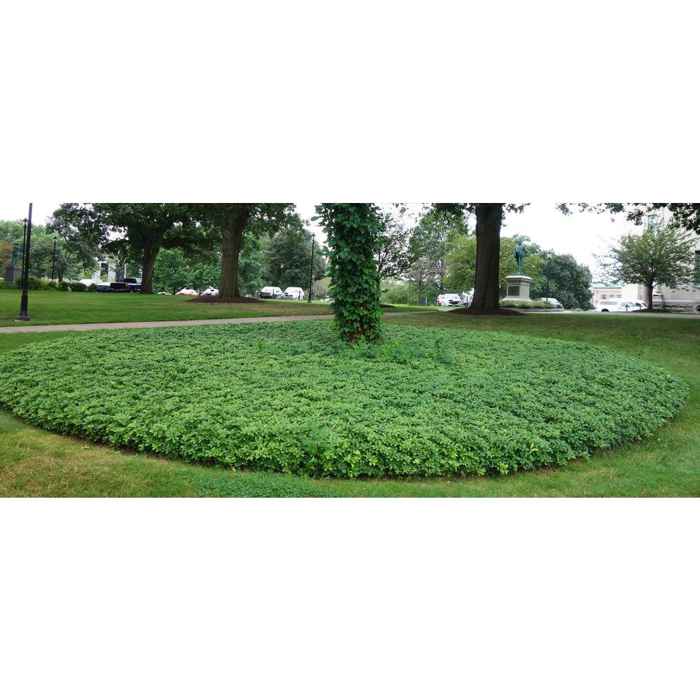 Online Orchards 1 gal. Japanese Pachysandra Shrub with Dense Groundcover Carpet of Dark Green Foliage (2-Pack) SBPC001
