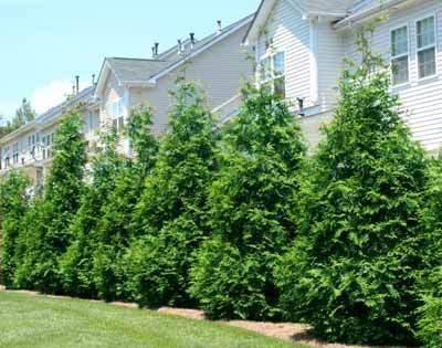 Thuja Green Giant Tree - Fast Growing Evergreen Privacy Trees - Cannot Ship to AZ