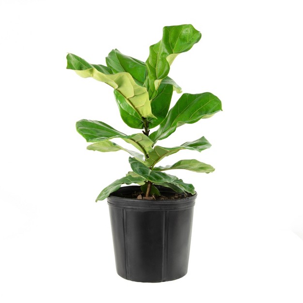 Fiddle Leaf Fig Plant - National Plant Network