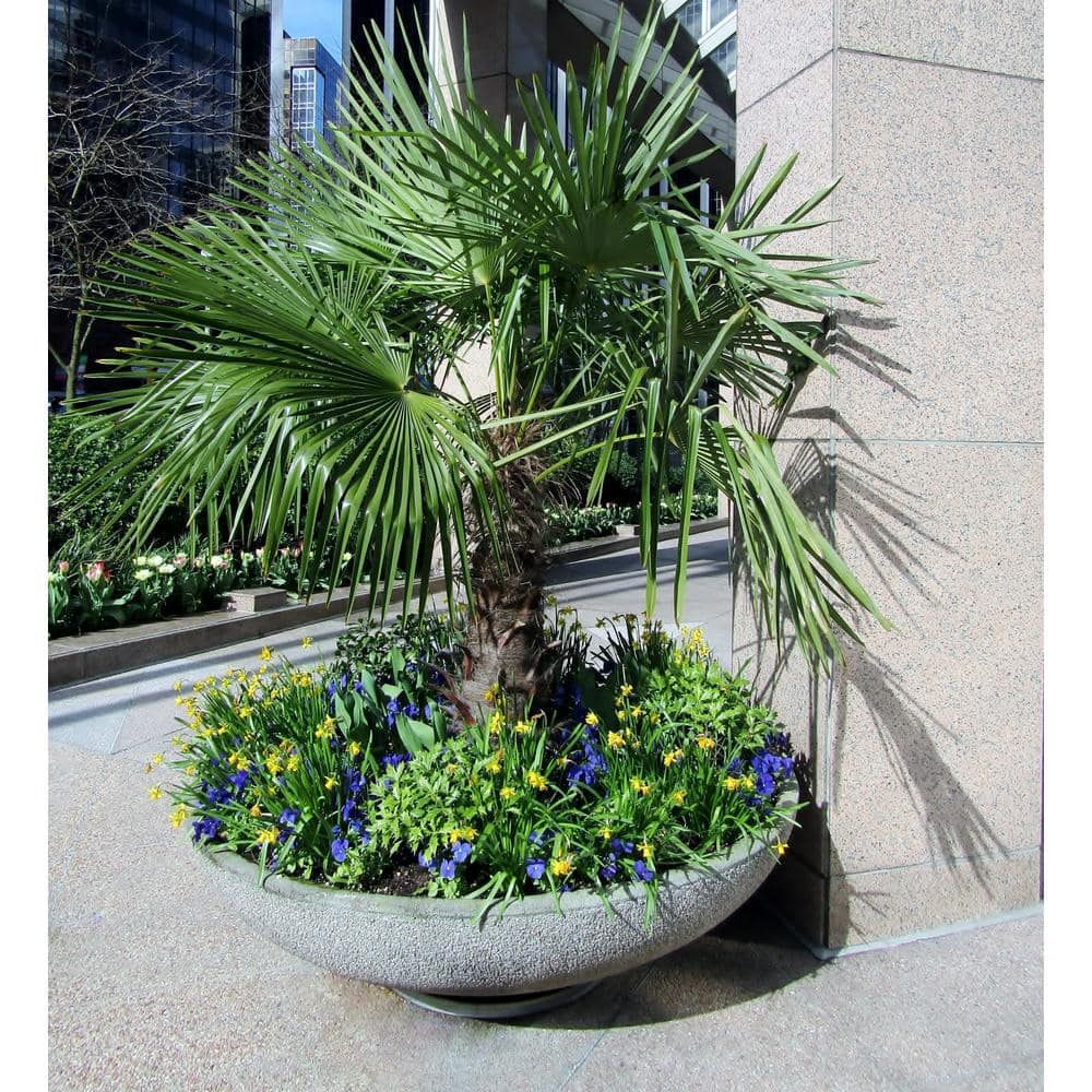 Online Orchards 5 Gal. Windmill Palm Tree - Among the most cold hardy palm trees SBPM501