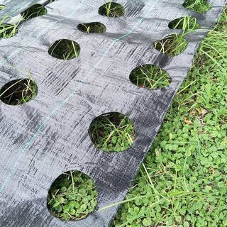 Agfabric 4 ft. x 6 ft. Weed Control Fabric Planting Holes Eco-Friendly for Vegetable Garden Landscape with 6 in. Dia GC300406H4R1