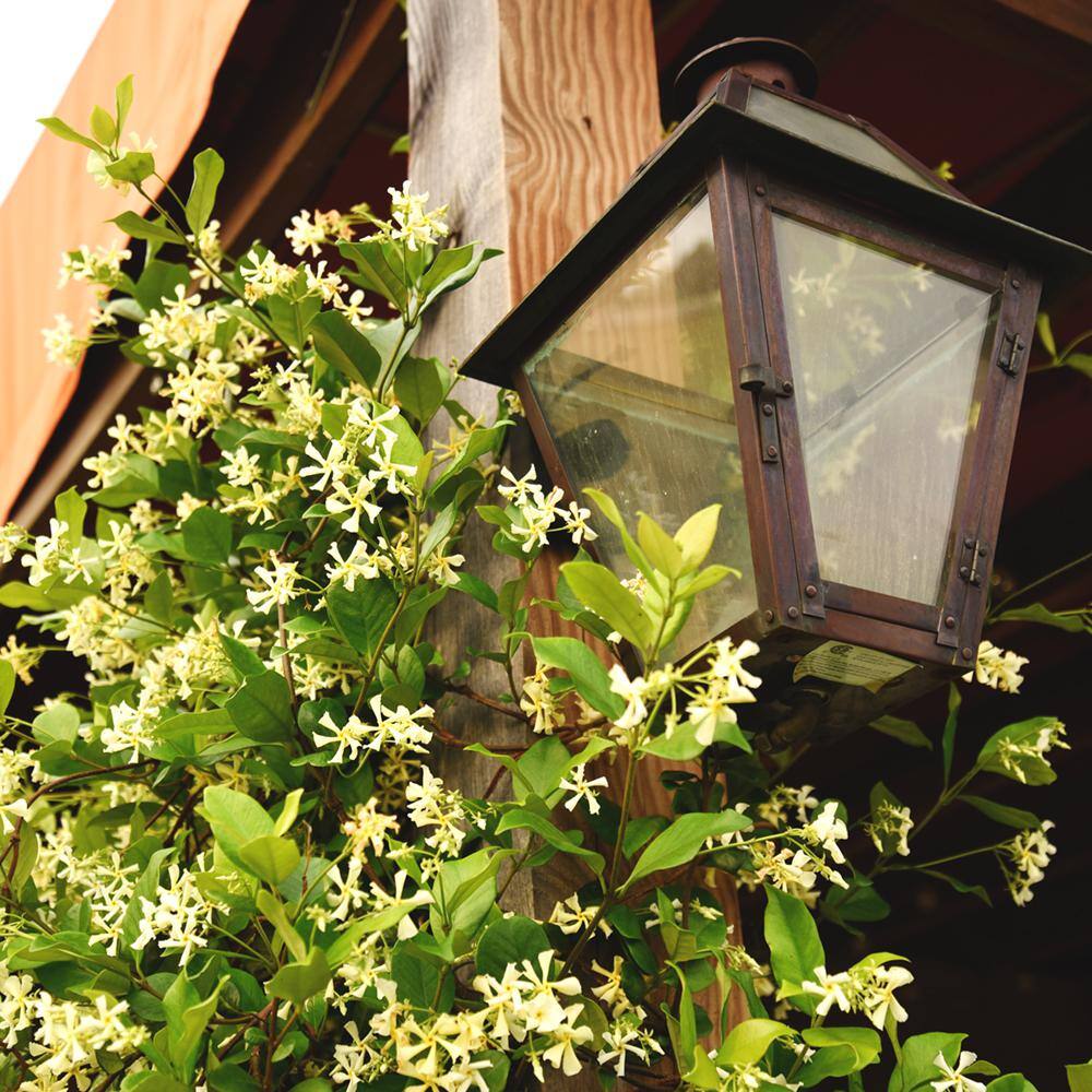 White Flowering Confederate Jasmine Shrub in 3 Gal. Grower's Pot THD00019