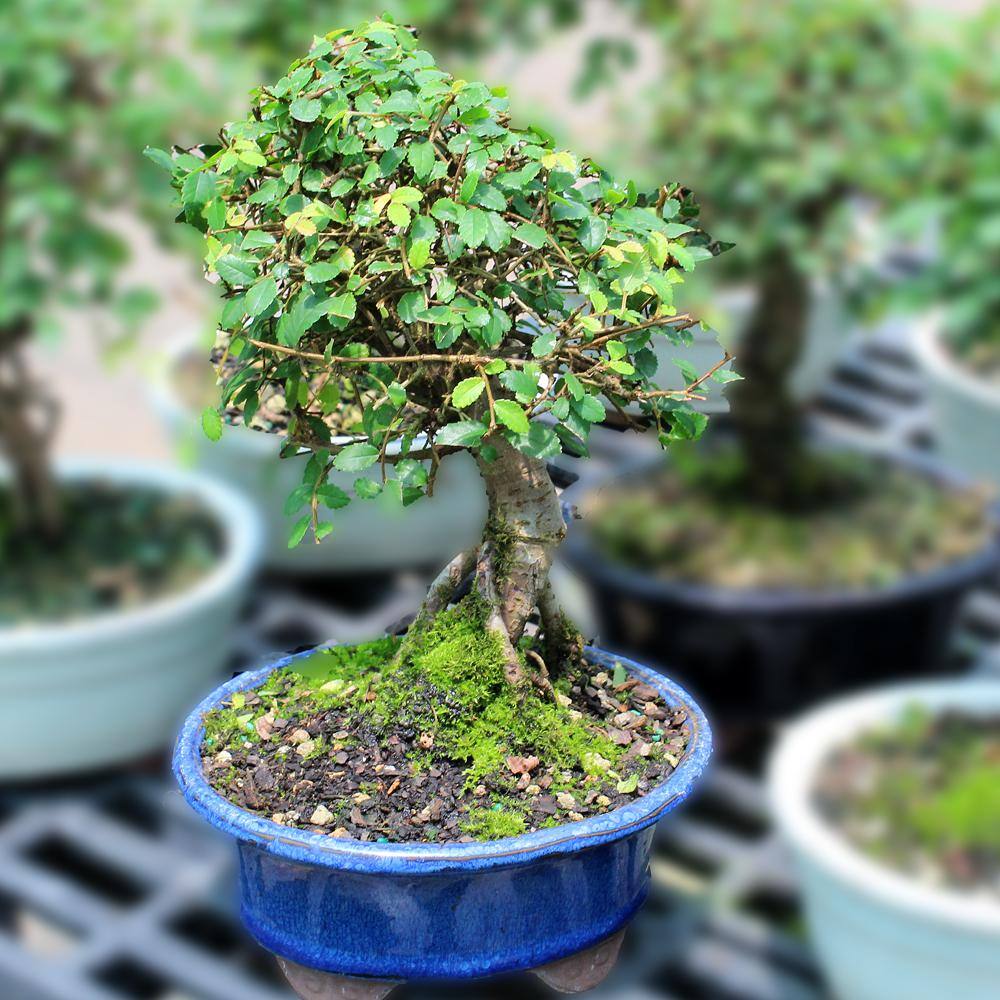 brussel's BONSAI Chinese Elm Tree Root Appearing Small CT0124CE