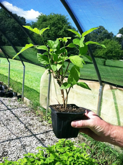 Hydrangea Arborescens Annabelle - 2.5 Inch Starter Plant