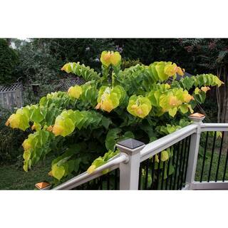 Online Orchards Eastern Redbud Tree Bare Root FLRB001
