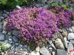 3 Red Creeping Thyme Plants in a 4