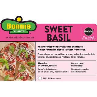 Bonnie Plants 2.32 qt. Sweet Basil Herb Plant 5010