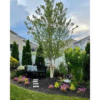 Online Orchards 3 ft. River Birch Tree SHBR003