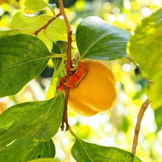 Perfect Plants 4.5 ft. Tall Jiro Persimmon Tree Self Fruitful Improved Fuyu Persimmon THD00581