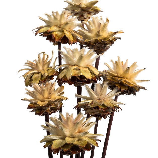 Plumosum Head Attached To A Brown Stem Dried 9 Stems