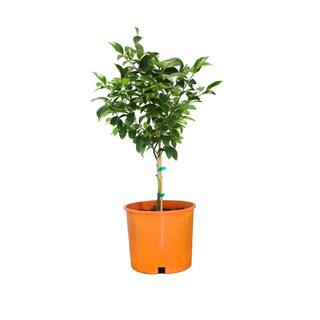 Alder  Oak #3 Container Moro Blood Orange Semi-Dwarf Tree MORR03