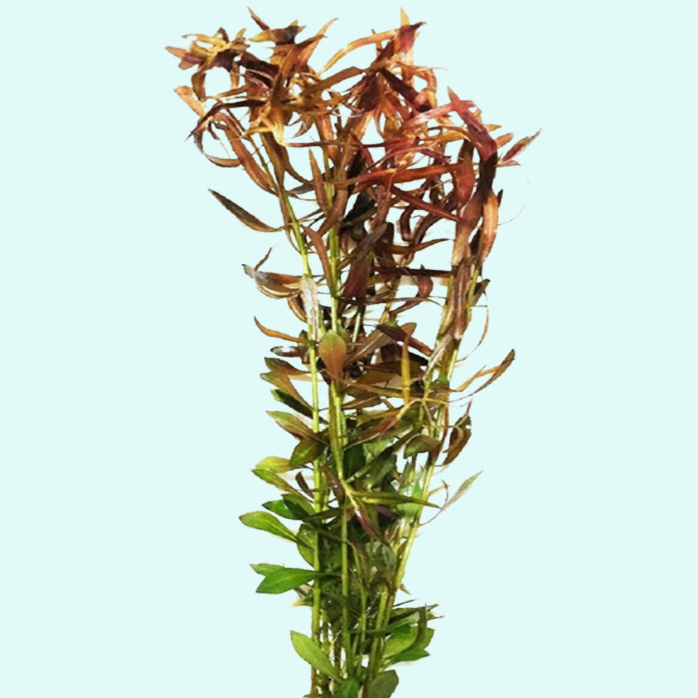 Vietnamese Rotala (Vietnam Hr'a) Bunch Live Aquarium Plants BUY2 GET1 FREE