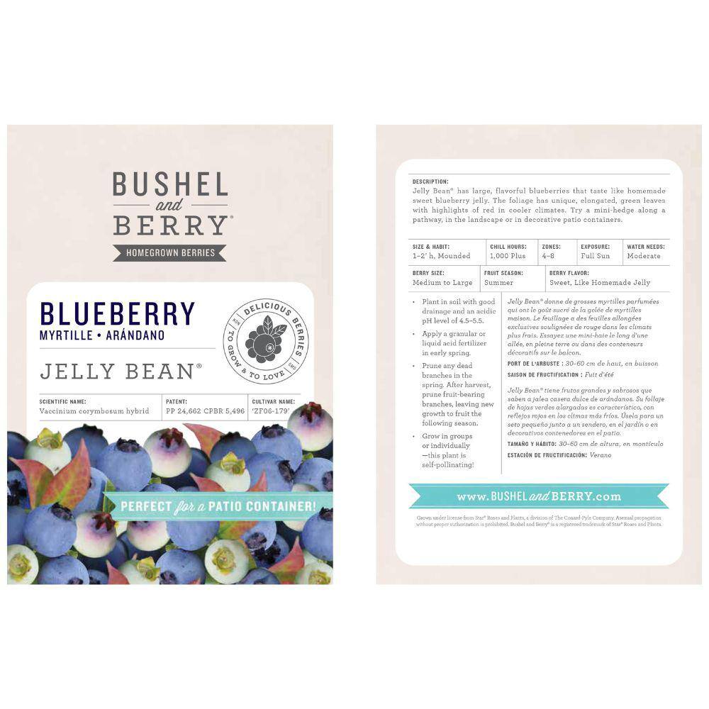 BUSHEL AND BERRY 1 Gal. Bushel and Berry Jelly Bean Blueberry Live Plant 19826