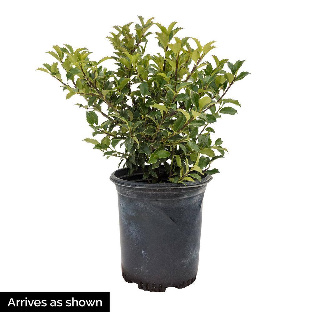 Spring Hill Nurseries 2.50 Qt. Pot Blue Prince Holly (Ilex) Live Broadleaf Evergreen Shrub (1-Pack) 83471