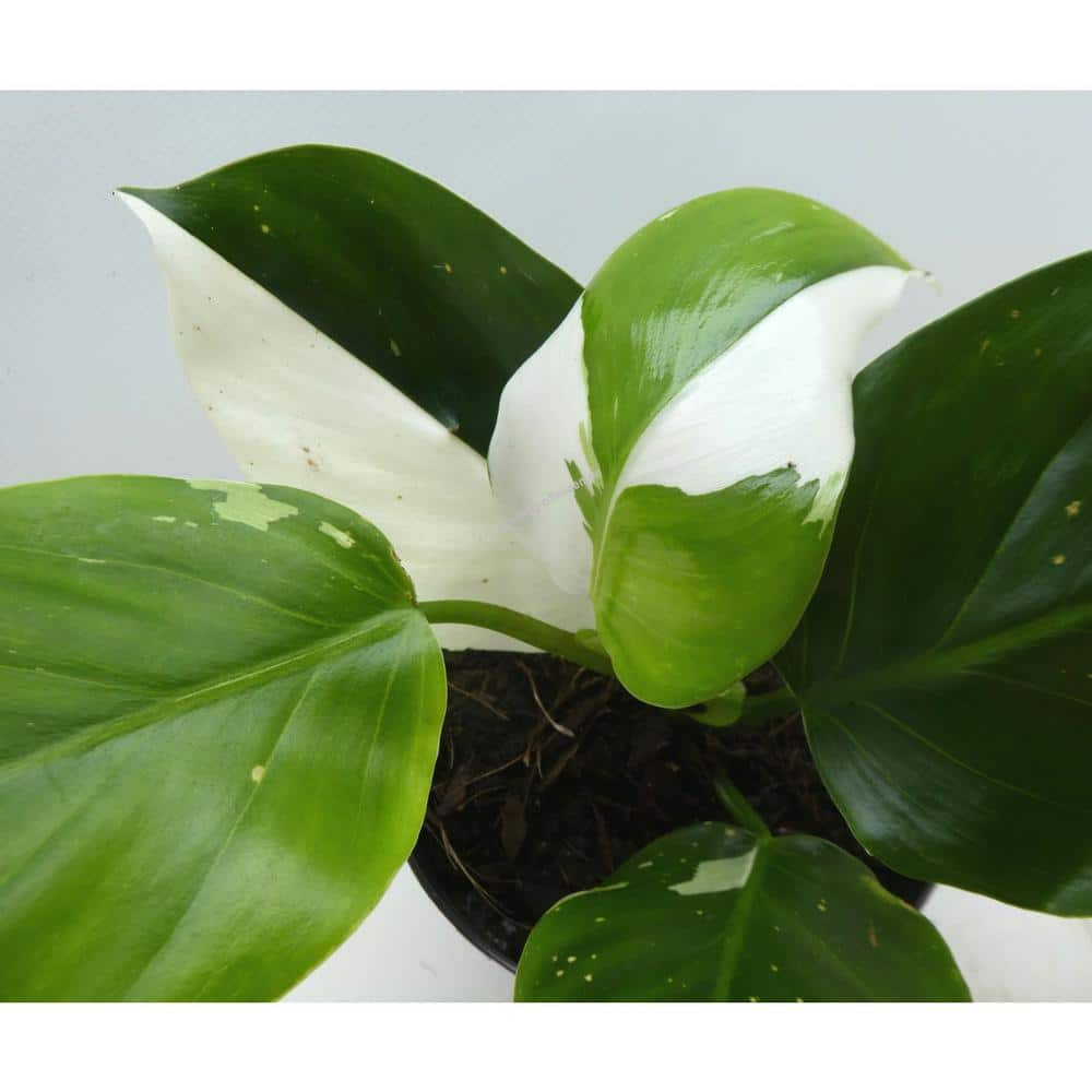 Wekiva Foliage White Wizard Philodendron - Live Plant in 4 in. Nursery Pot - Philodendron White Wizard- Extremely Rare Houseplant WhiteWizardPhilodendron4