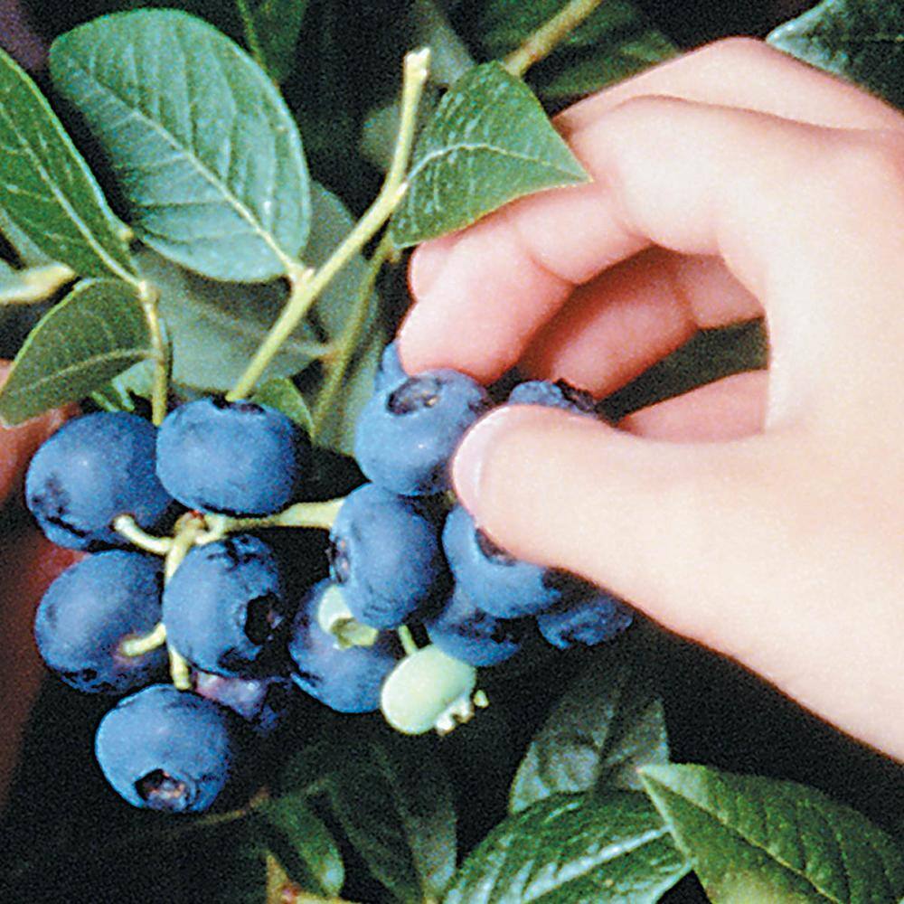 Gurney's 2.25 Gal. Pot Northblue Blueberry Bush Potted Fruit Bearing Plant (1-Pack) 96318