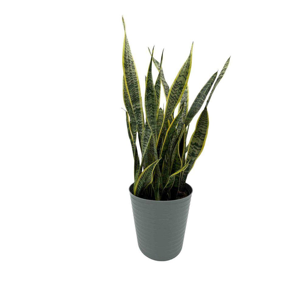 EVERBLOOM GROWERS INC. 10 in. Snake Plant Sansevieria Plant Grower's Choice in Deco Pot 10SANS