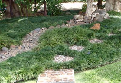 Classy Groundcovers - Mondo Grass Monkey Grass， Lilyturf， Japanese Snake's Beard， Kyoto， Compactus Mondo Grass {54 Pots - 2 1/2 inch Square}