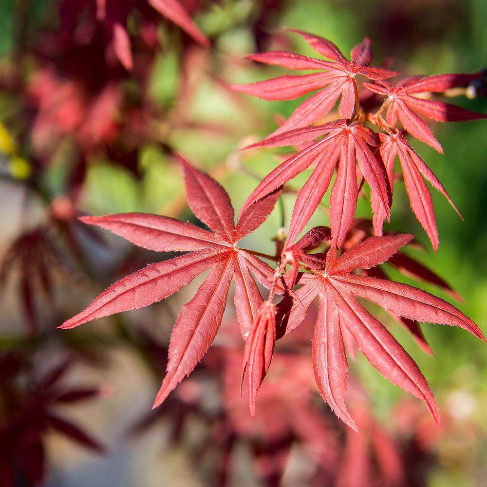 Perfect Plants Bloodgood Japanese Maple Tree in 1 Gal. Grower's Pot Vibrant Red Foliage THD00554