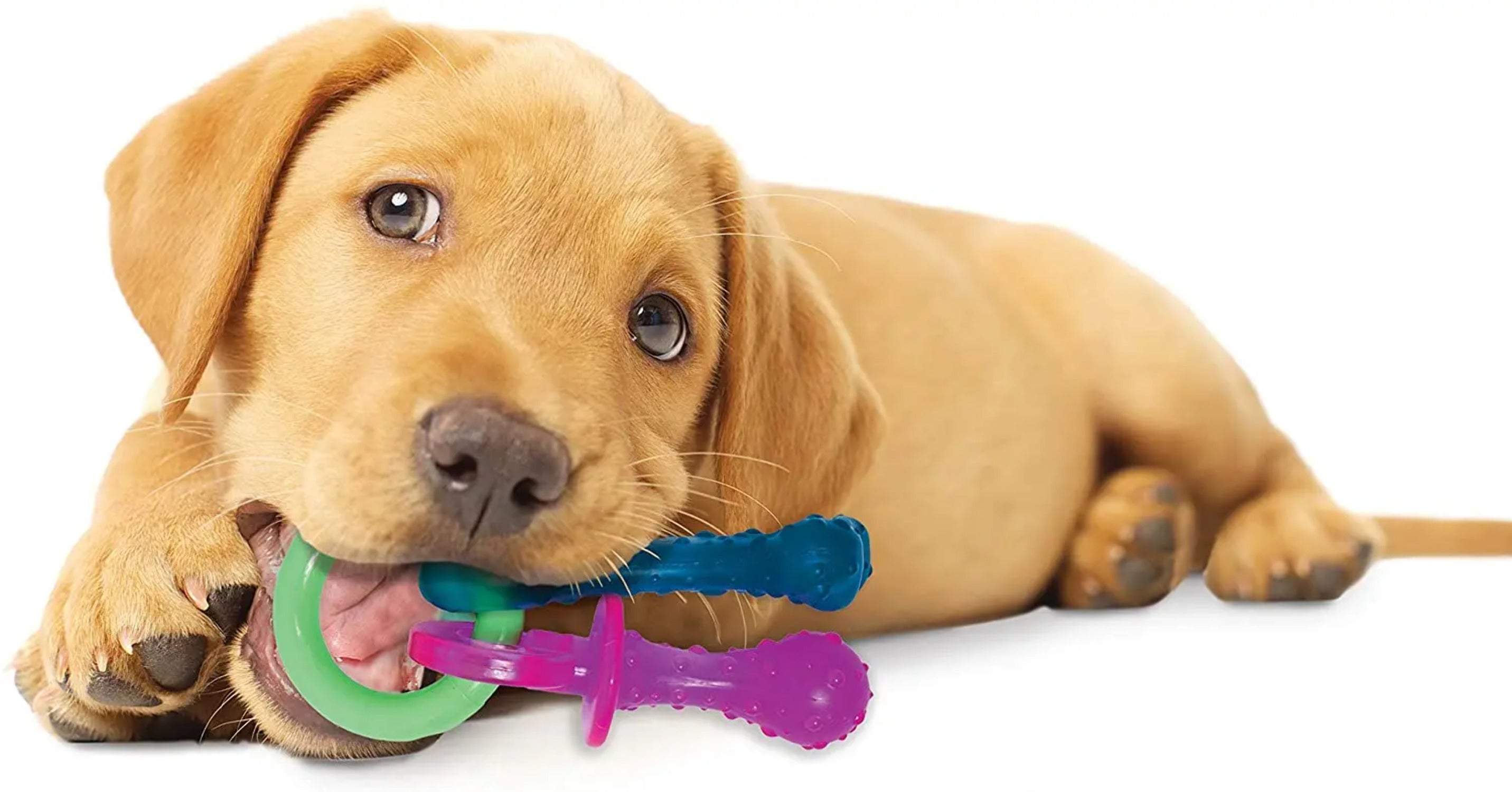 Nylabone Puppy Chew Teething Pacifier Bacon Flavor， X-Small