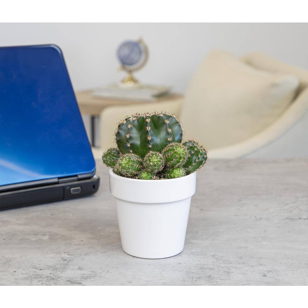 SMART PLANET 9 cm Cactus in White Glazed Clay Pot 0872540