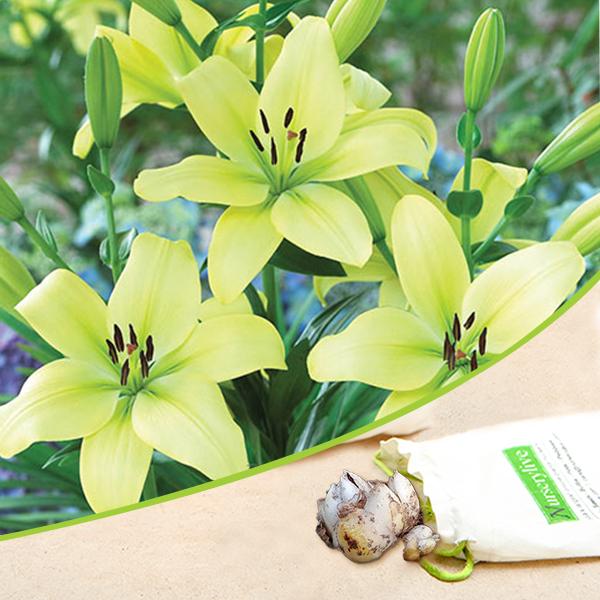 Asiatic Lily, Trebbiano Longiflorum (Soft Yellow) - Bulbs (set of 5)