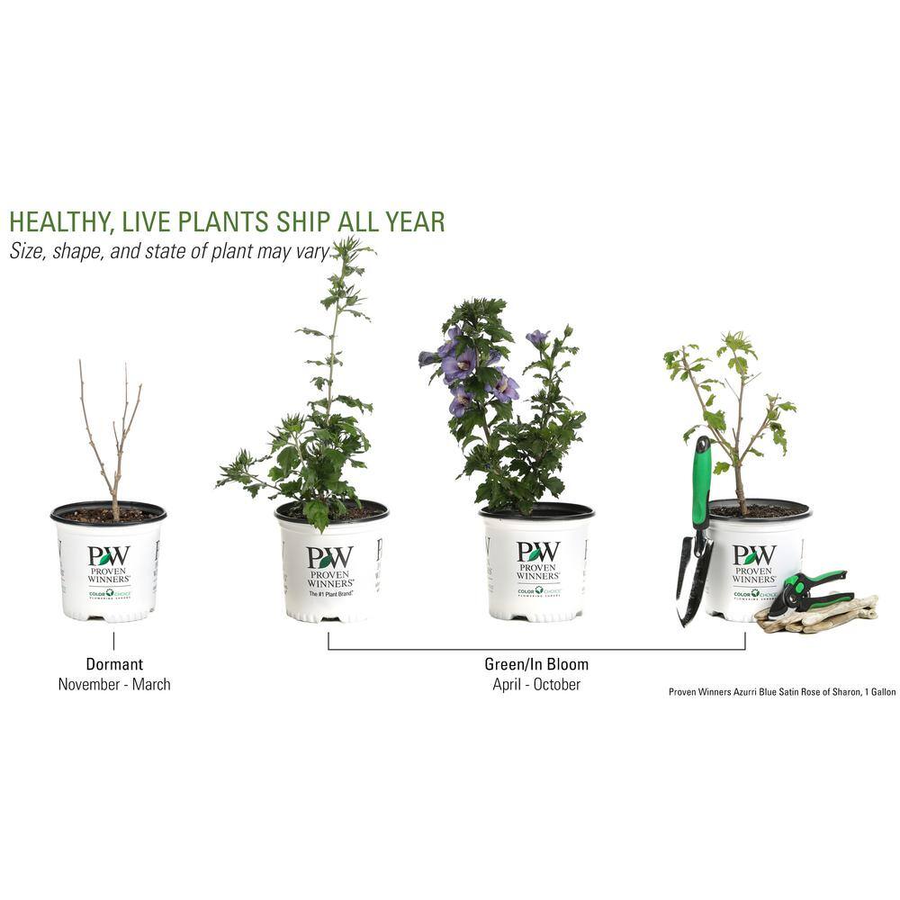 PROVEN WINNERS 1 Gal. Azurri Blue Satin Rose of Sharon (Hibiscus) Live Shrub Blue Flowers HIBPRC1046101