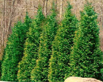 Thuja Green Giant Tree - Fast Growing Evergreen Privacy Trees - Cannot Ship to AZ