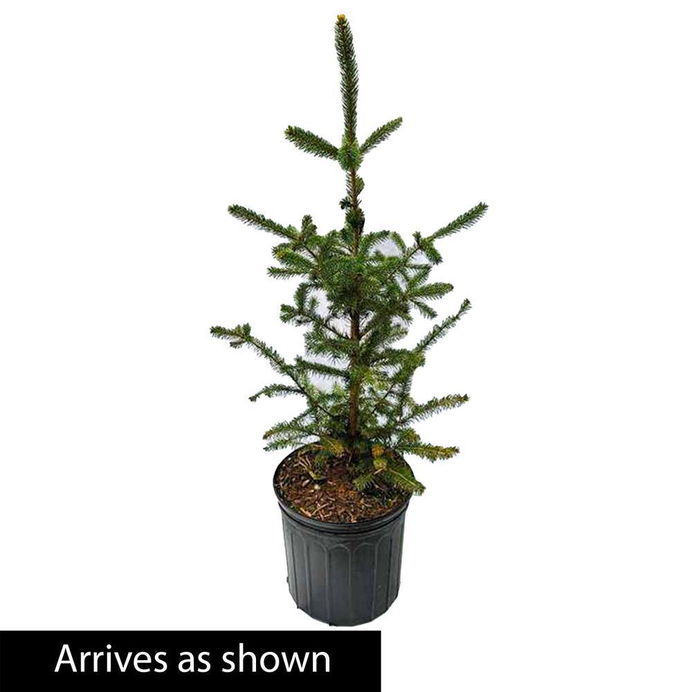 Spring Hill Nurseries 2.50 Qt. Pot Serbian Spruce Live Potted Evergreen Tree (1-Pack) 92358