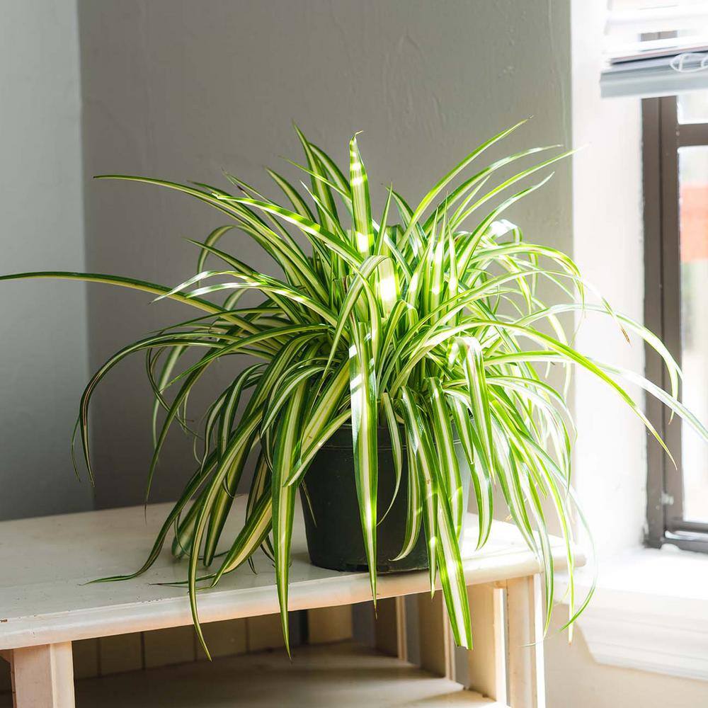 Spider Plant 6 in. Pot (2-Pack) THD100007