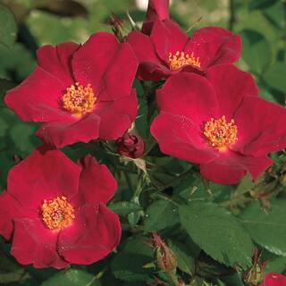 Spring Hill Nurseries Home Run Shrub Rose Dormant Bare Root Plant Red Color Flowers (1-Pack) 86101