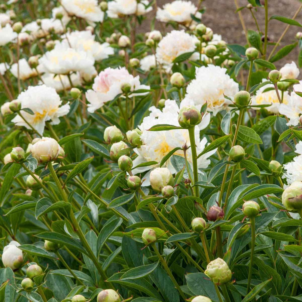 Top Brass Peony Dormant Bare Root Starter Perennial Plant (1-Pack)