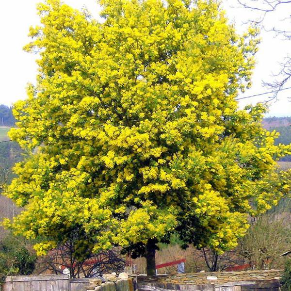 Acacia Dealbata, Silver Wattle - 0.5 kg Seeds