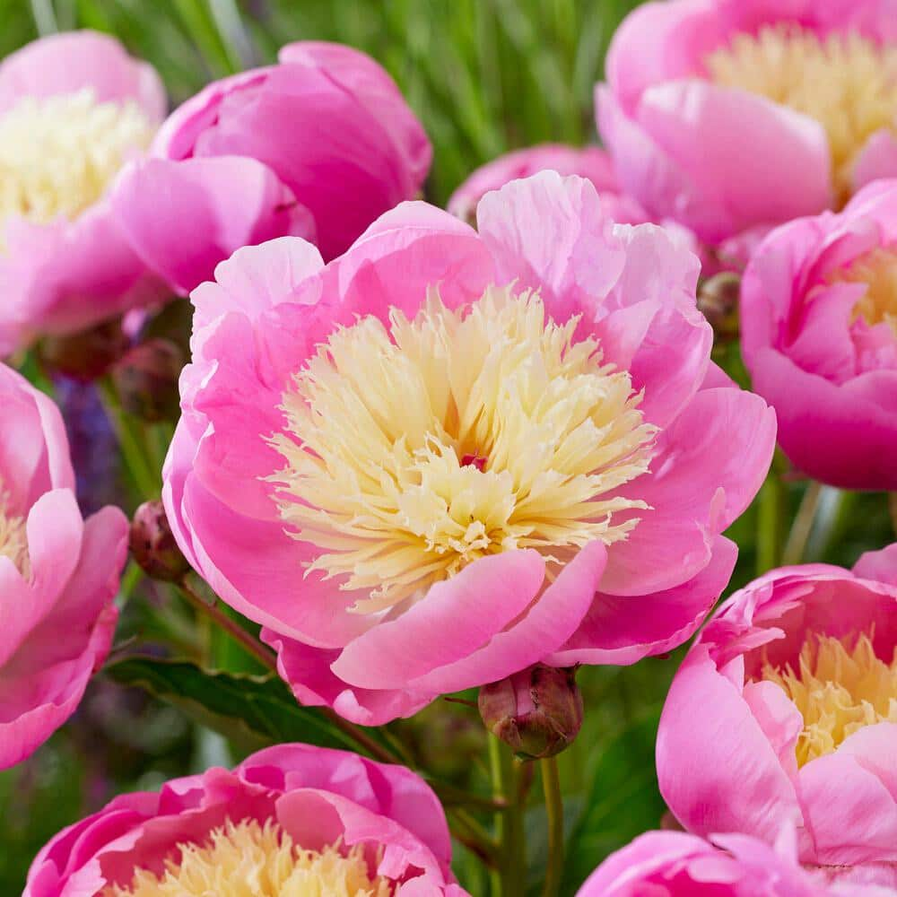 Garden State Bulb 23 Eyes Bowl of Beauty Peony Flower Bulbs Bare Roots (Bag of 9) ECS-73-09-03