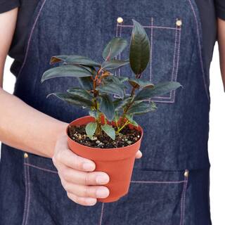 Burgundy Rubber Tree (Ficus Elastica) Plant in 4 in. Grower Pot 4_FICUS_BURGUNDY