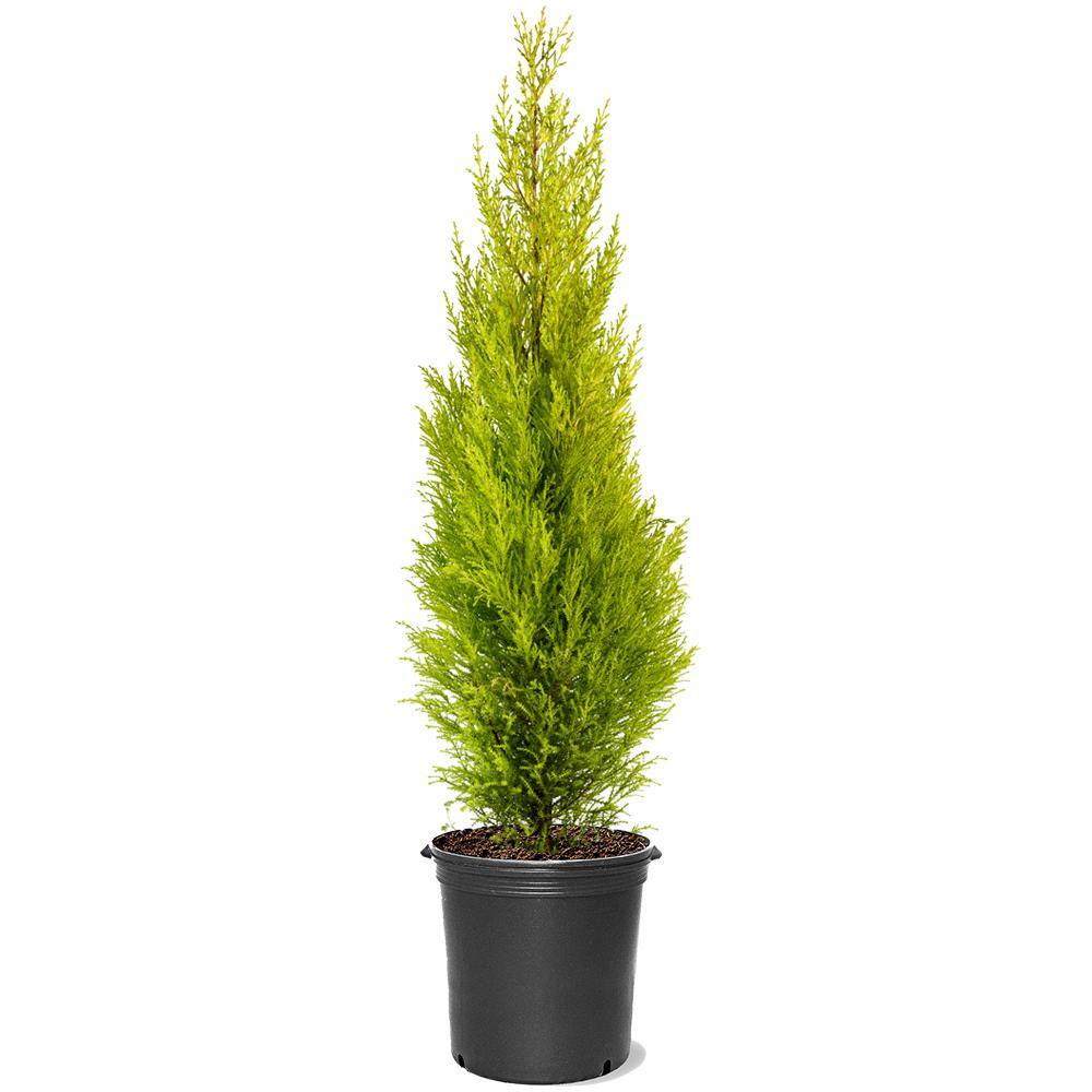 7 Gal. Goldcrest Wilma Dwarf Lemon Cypress Evergreen Tree CYPLEM07G