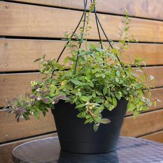 BUSHEL AND BERRY 1 Gal. Bushel and Berry Sapphire Cascade Hanging Blueberry Live Plant HD1667