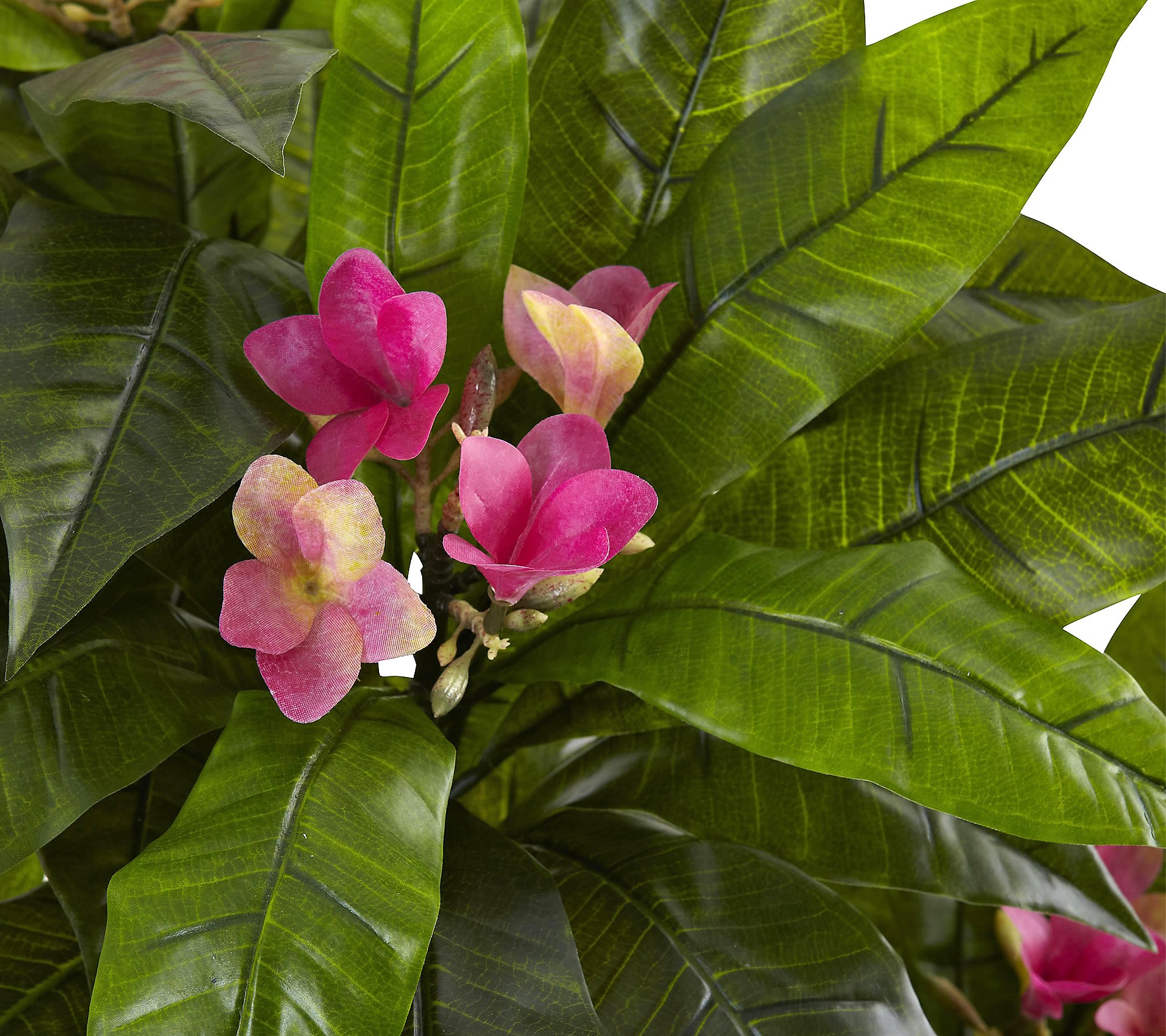 5' Plumeria Tree  by Nearly Natural